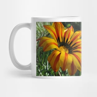 Gazania 10 Mug